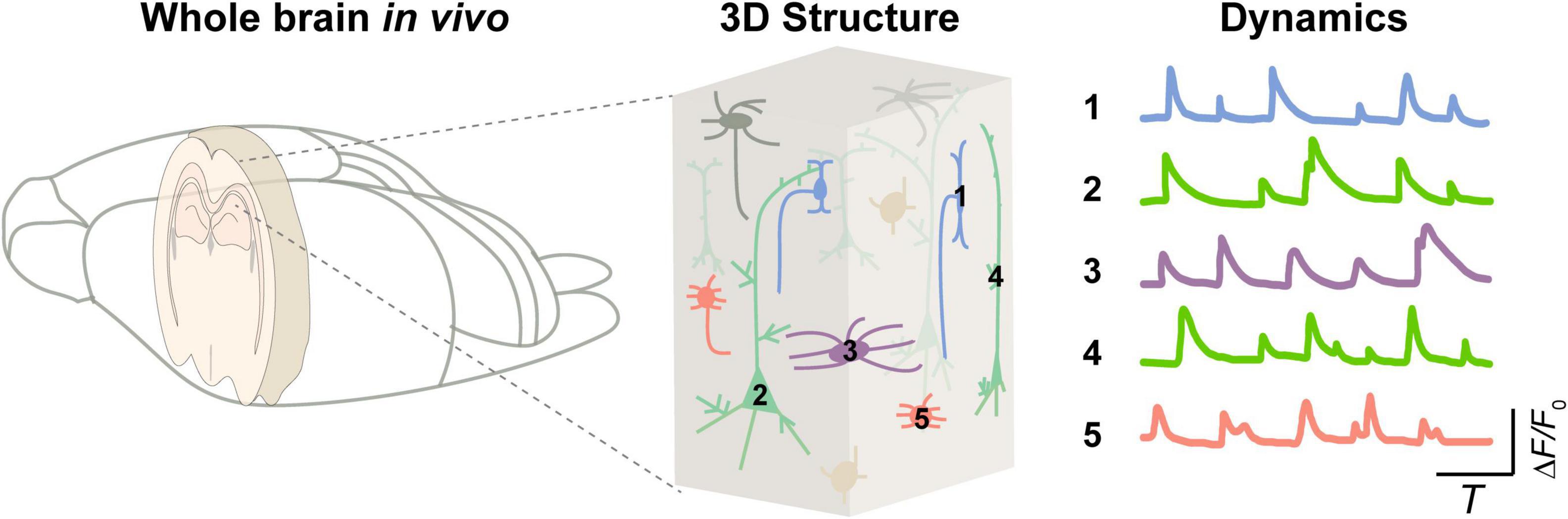 Three-photon excited fluorescence imaging in neuroscience: From principles to applications